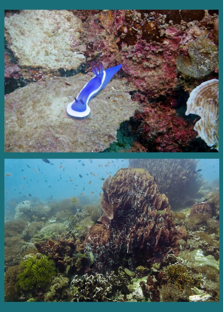 diving-culion-1