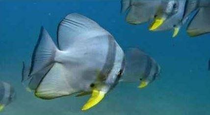 dive-sites_a-batfish-leading-a-small-group-past-the-reef