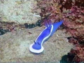 dive-sites_a-blue-and-white-nudibranch-on-the-reef-at-bugor