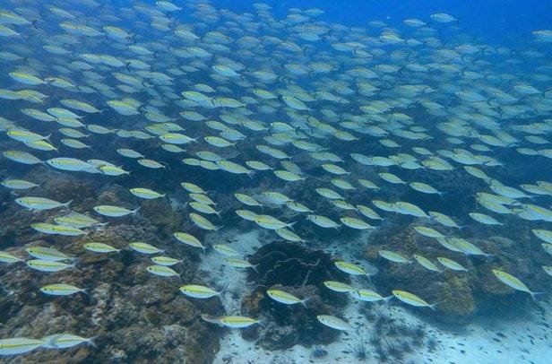 dive-sites_a-large-school-of-fish-swimming-over-the-coral-at