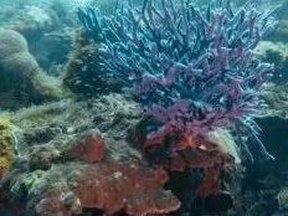 dive-sites_soft-and-hard-corals-at-bugor-including-a-purple-g